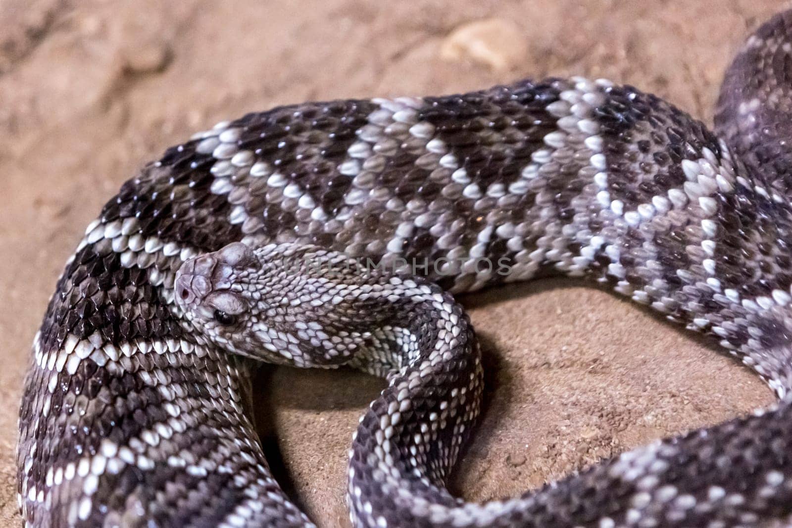 Rattlesnake, Crotalus atrox. Western Diamondback. Dangerous snake.