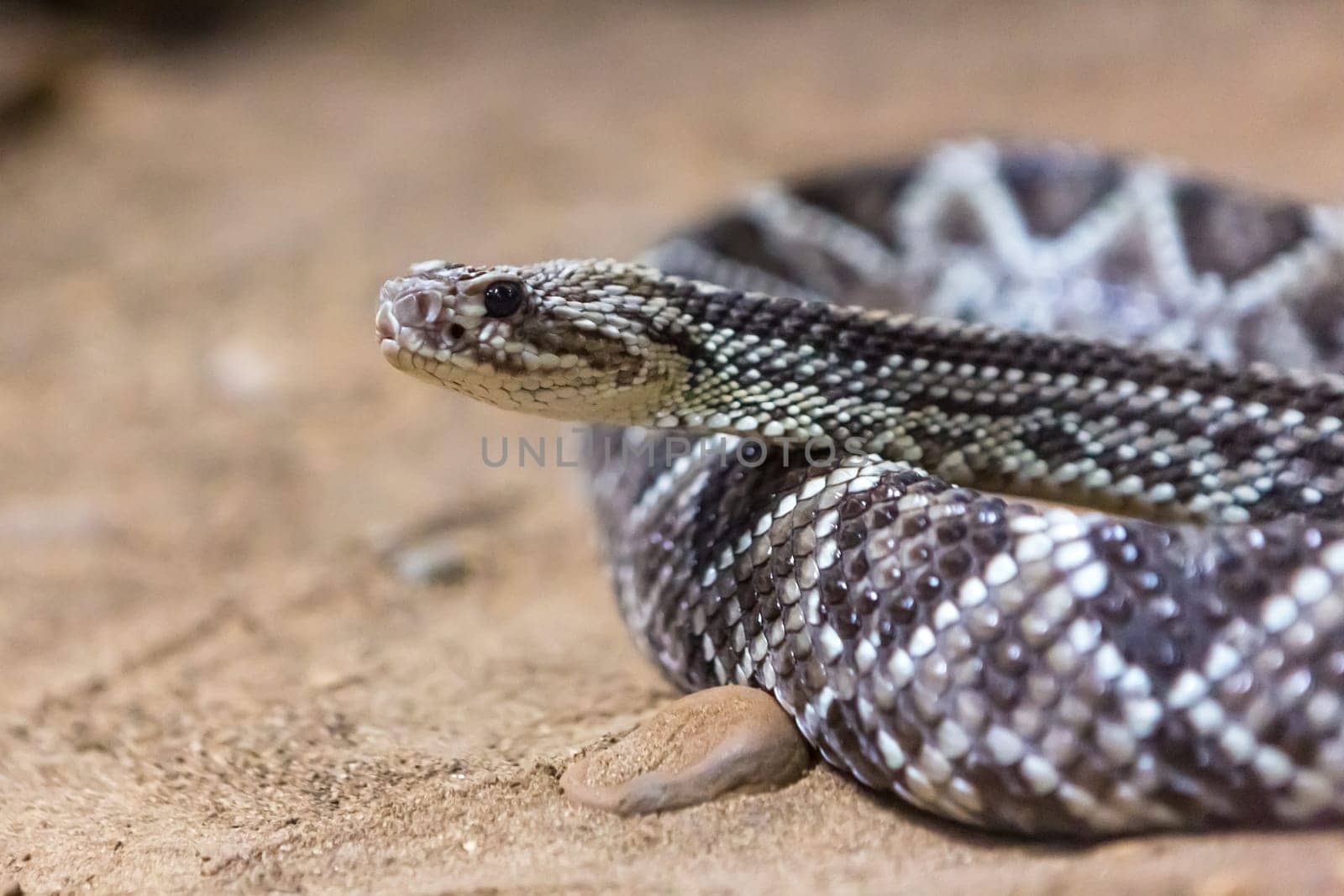 Rattlesnake, Crotalus atrox. Western Diamondback. Dangerous snake.