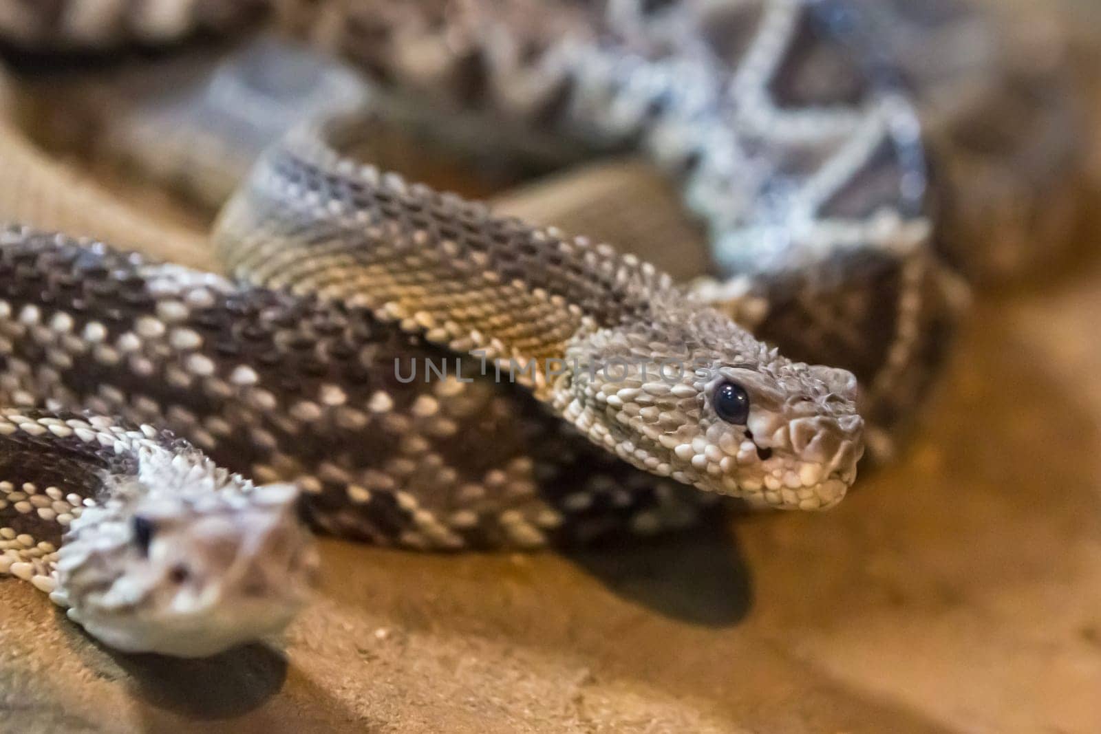Rattlesnake, Crotalus atrox. Western Diamondback. Dangerous snake.