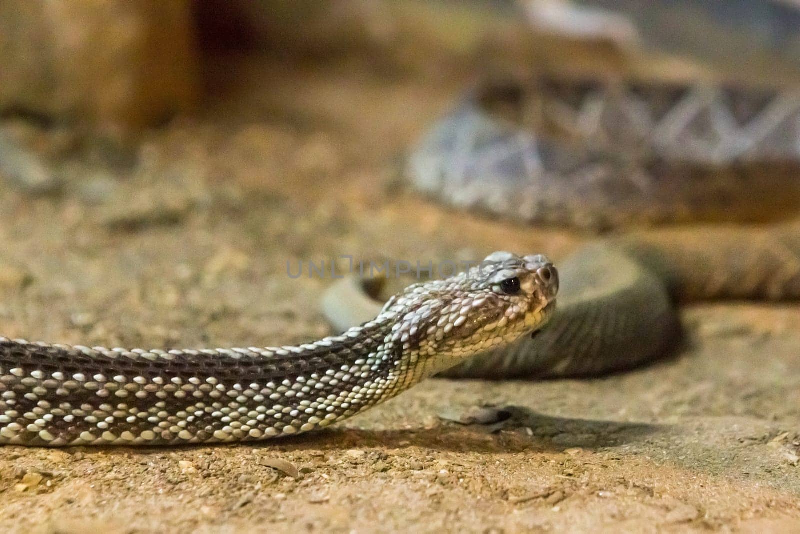 Rattlesnake, Crotalus atrox. Western Diamondback. Dangerous snake.