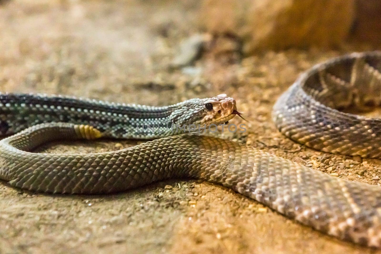 Rattlesnake, Crotalus atrox. Western Diamondback. Dangerous snake.