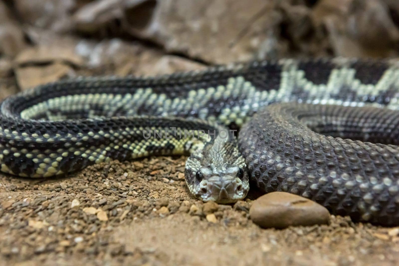 Rattlesnake, Crotalus atrox. Western Diamondback. Dangerous snake.