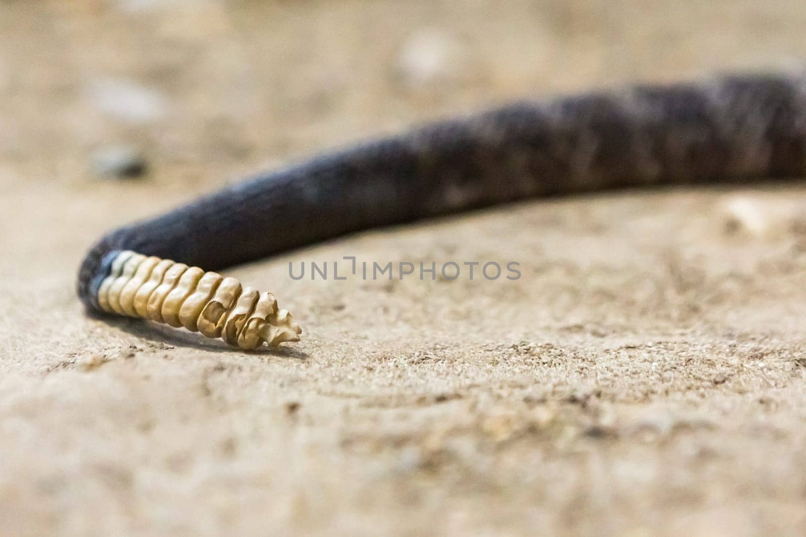 Rattlesnake, Crotalus atrox. Western Diamondback. Dangerous snake.
