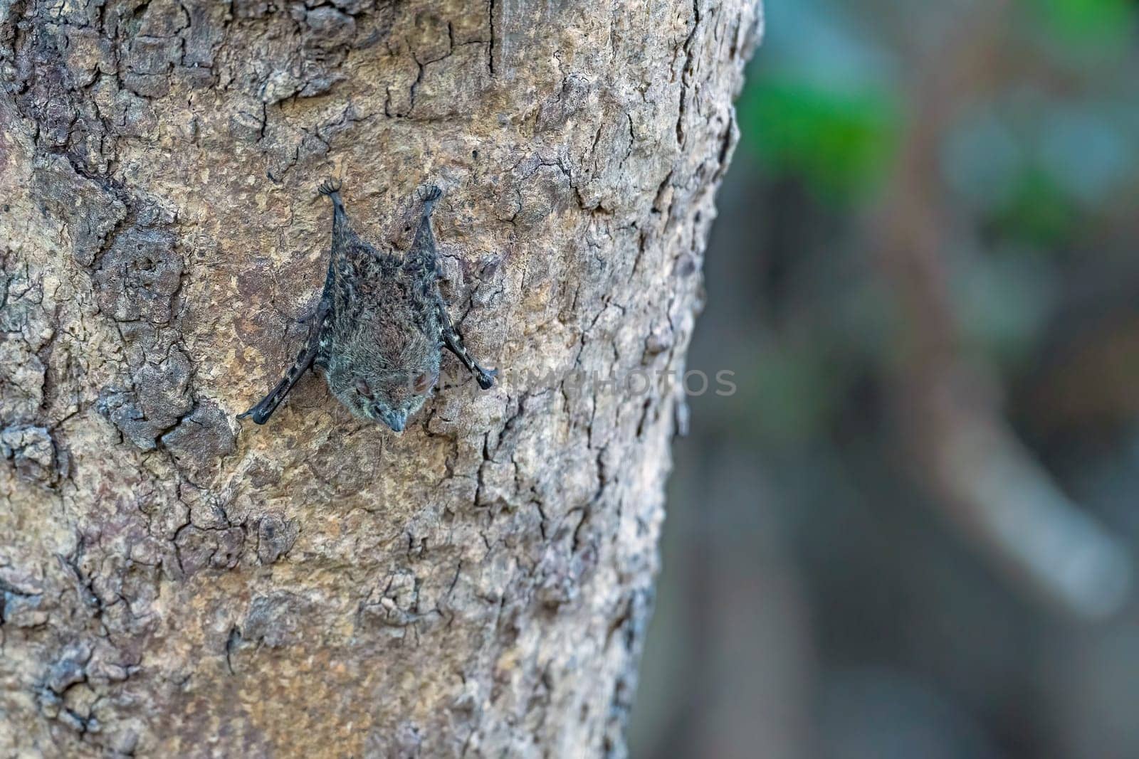 Proboscis Bat Resting in the Daytime on an Amazonian Tree near Cristalino Lodge in Brazil
