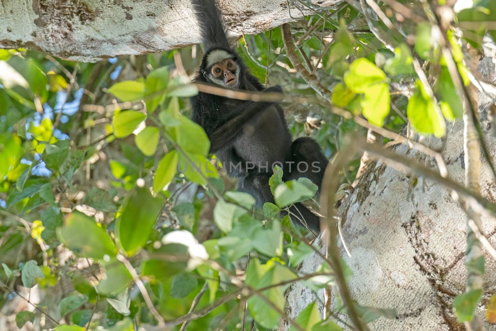 White Cheeked Spider Monkey in the Rainforest near Cristalino Lodge in the Amazon in Brazil