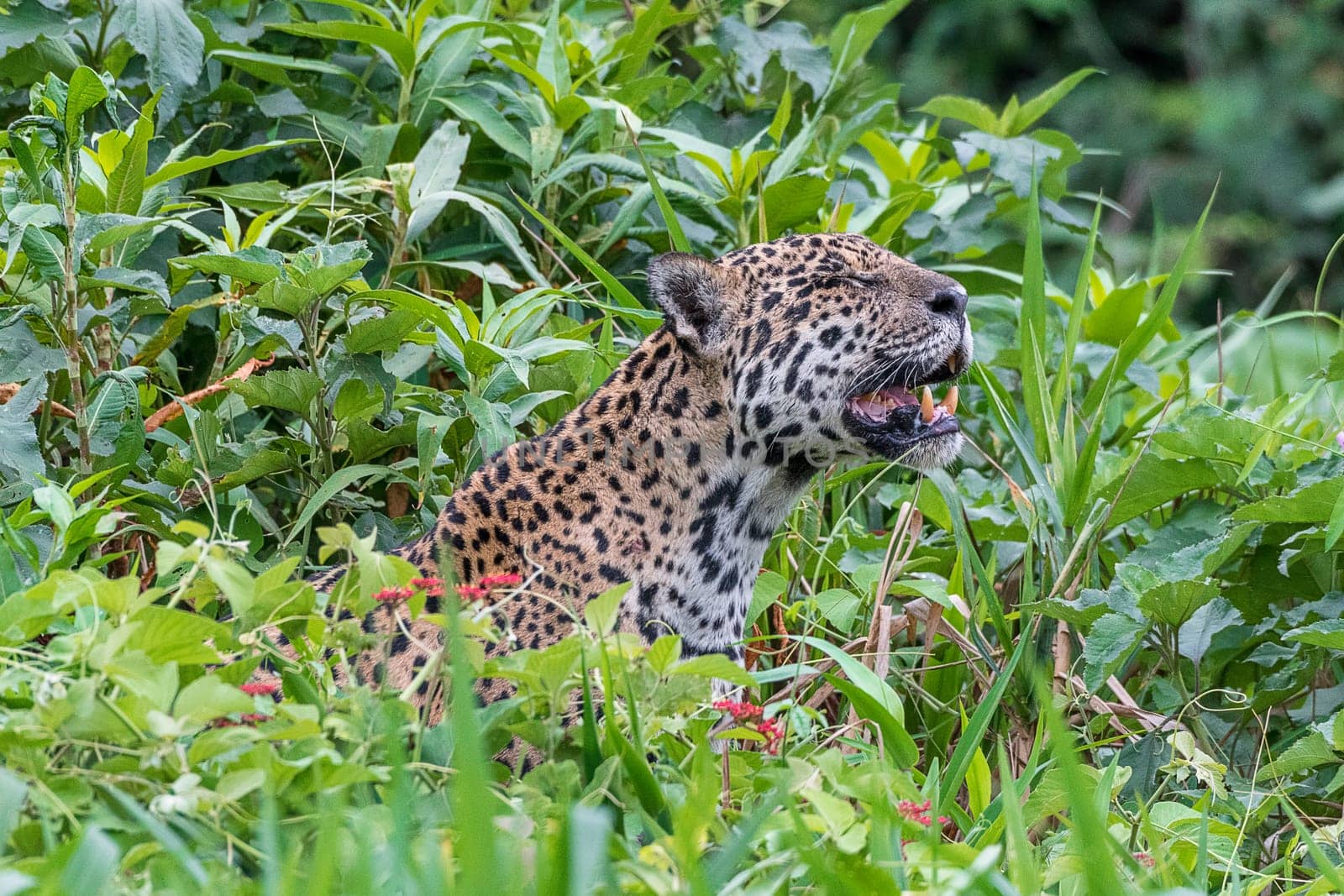 Jaguar (Panthera Onca),flehmt,Matto Grosso do Sul,Pantanal,Brazil