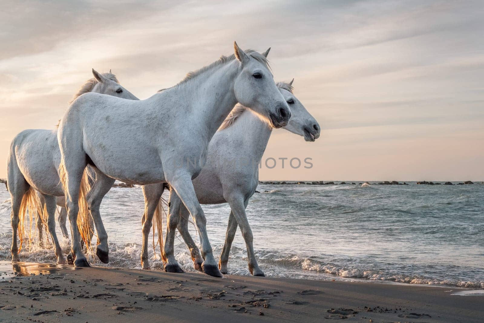 White horses are galoping in the water  all over the sea in Camargue, France.