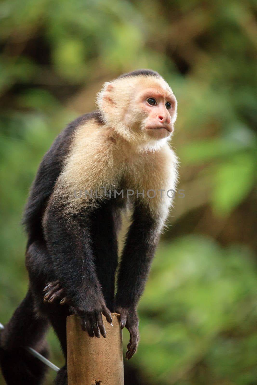 Capuchin monkey in a tropical forest in Costa Rica