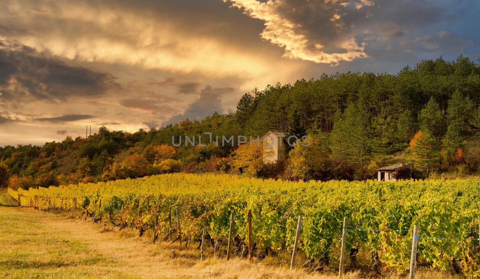 Vineyards in France, autumn, Drome,  wine Clairette de Die
