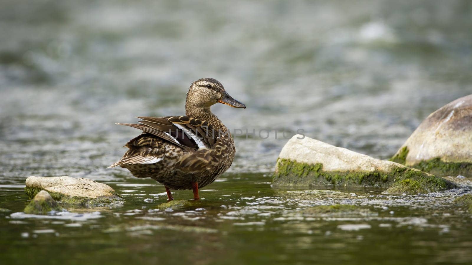 Alert mallard, anas platyrhynchos, hen looking behind while standing in a river in summer nature. Inconspicuous female duck in water from back view. Wild bird in steam with copy space.