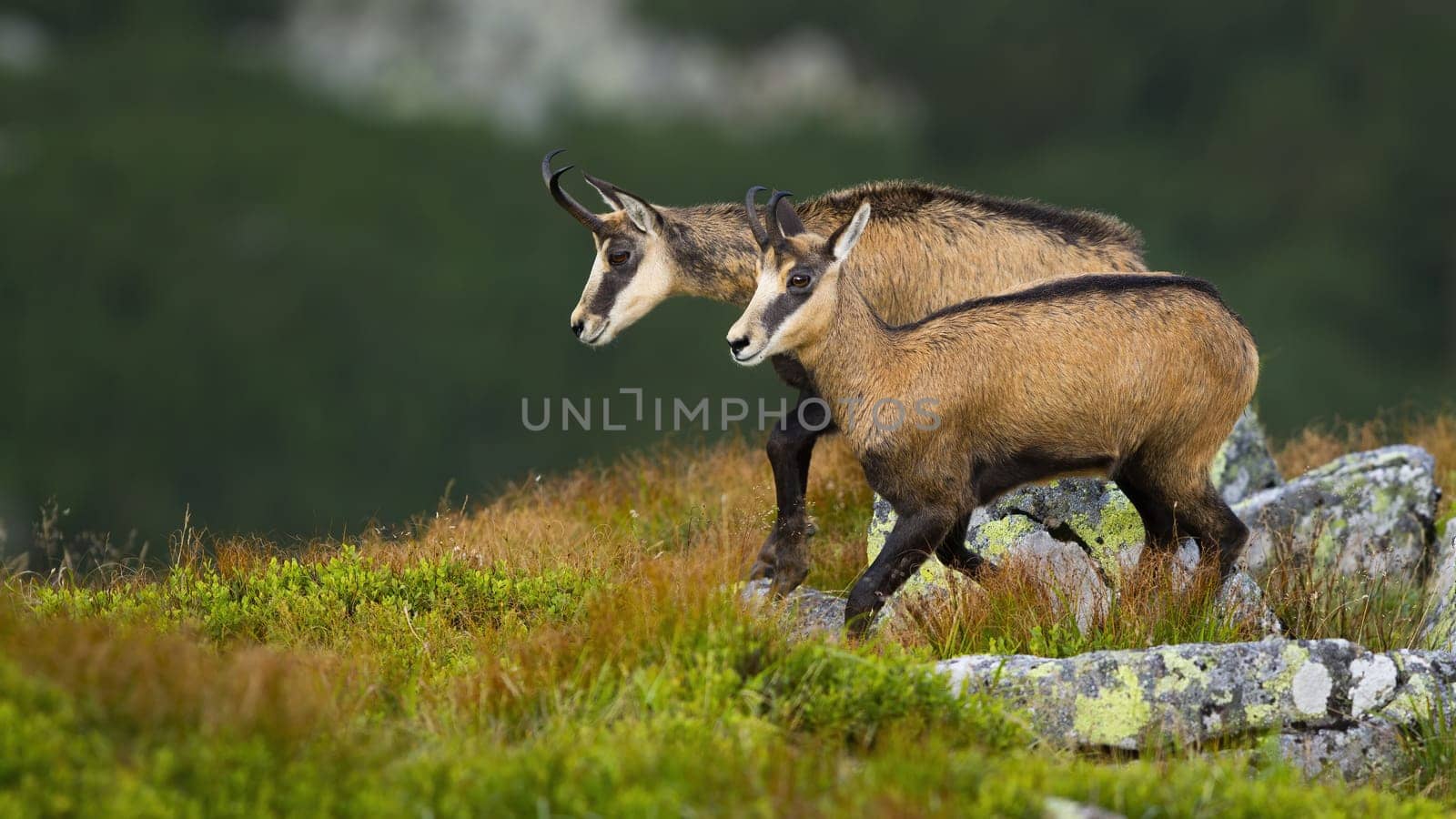 Vital tatra chamois, rupicapra rupicapra tatrica, walking on rocky slope in high altitude in summer nature. Two active mammals with horns going in mountains with copy space and blurred background.