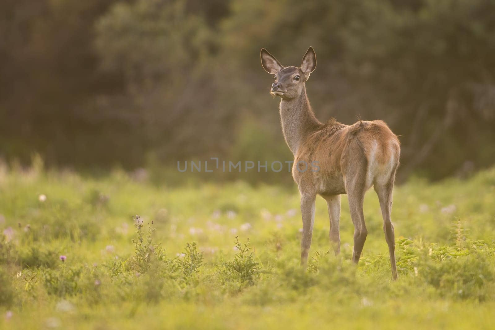 Red deer,cervus elaphus, being disturbed while grazing on the forest clearing. Solitary adult hind smelling and listening. Annoyed wild animal on the meadow. Forest herbivore creature being attentive.