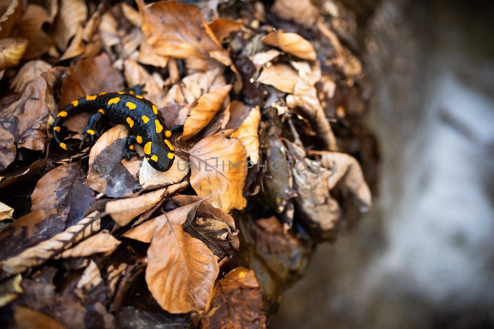 Top view of fire salamander, salamandra salamandra, on orange leafs near stream with waterfall in autumn nature. Black amphibian with vibrant yellow spots near river from above