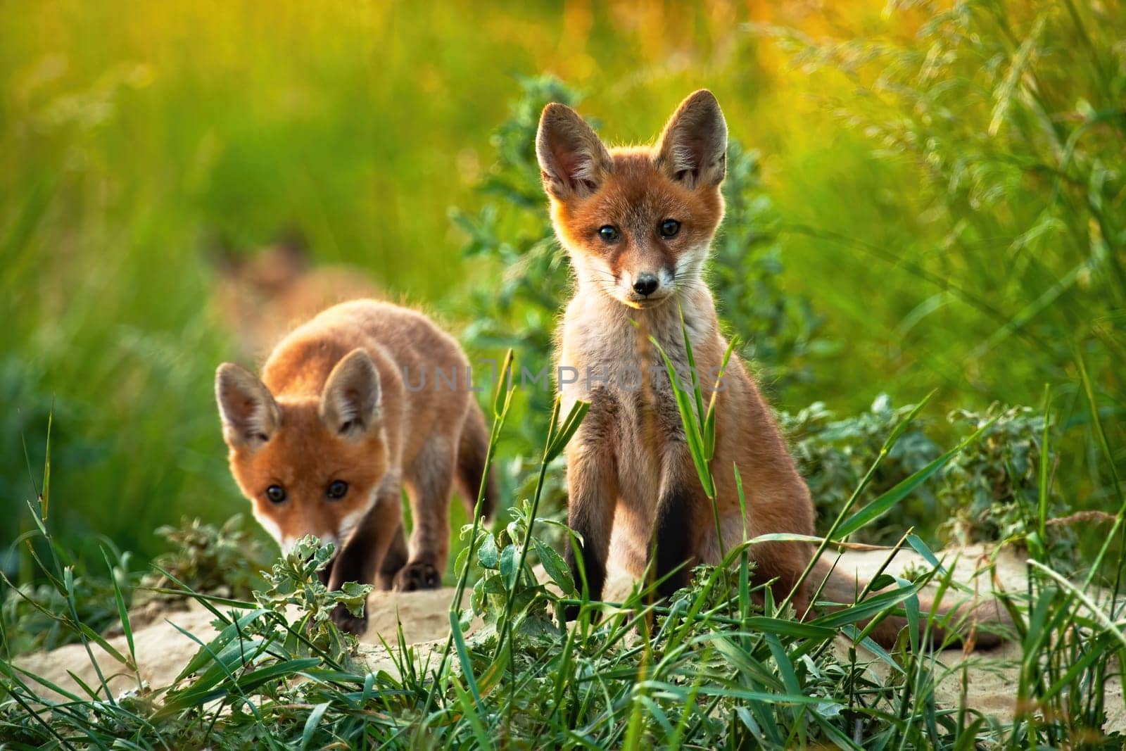 Small cubs of red fox, vulpes vulpes, discovering the grassy surroundings of their hole in summer. Two mammal siblings looking innocent while sitting out of their hole. Picturesque photo of little wild animals.