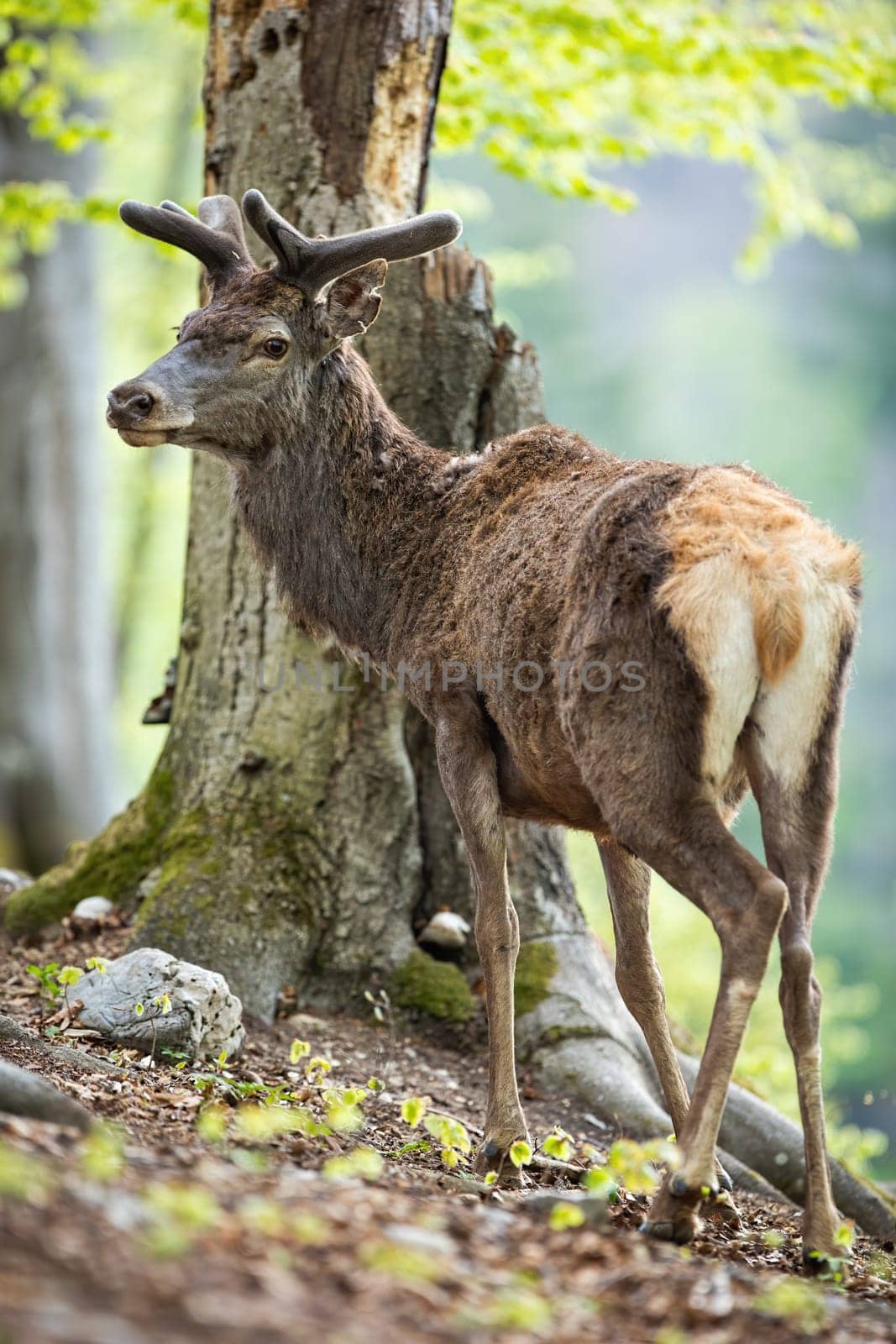 Calm red deer, cervus elaphus, stag standing by tree in forest with growing new antlers covered in soft velvet. Wild animal in woodland with fresh green leafs in tranquil spring nature.