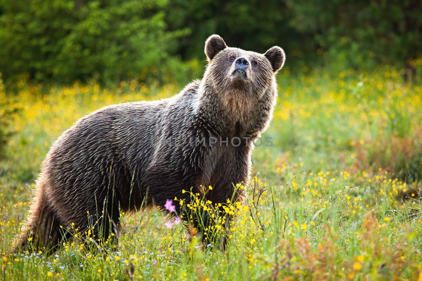 Unaware brown bear, ursus arctos, sniffing with nose high up on a fresh meadow in spring. Dominant male mammal smelling in summer. Fauna in nature with copy space.