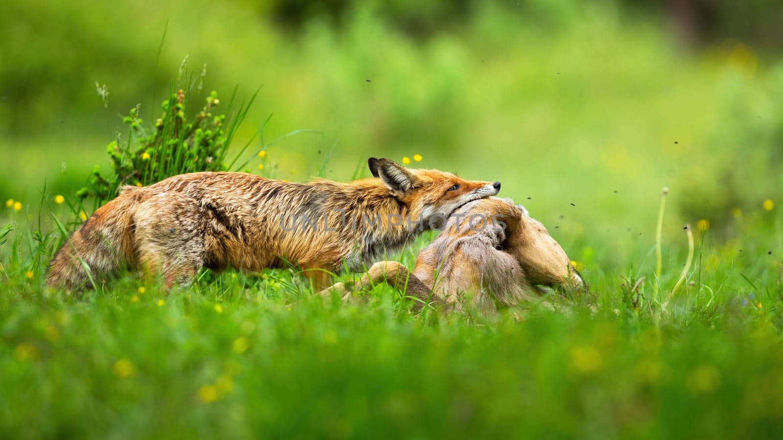 Adult red fox, vulpes vulpes, holding dead roe deer, capreolus capreolus, doe by neck on meadow with green grass in summer. Mammal predator with kill. Concept of animal hunting.