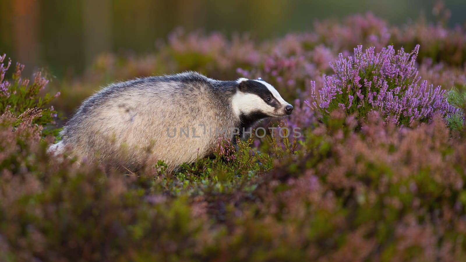 Curious european badger, meles meles, looking aside from profile view on blooming heathland in summer. Adorable mammal with little black eyes animal sniffing in moorland from profile.