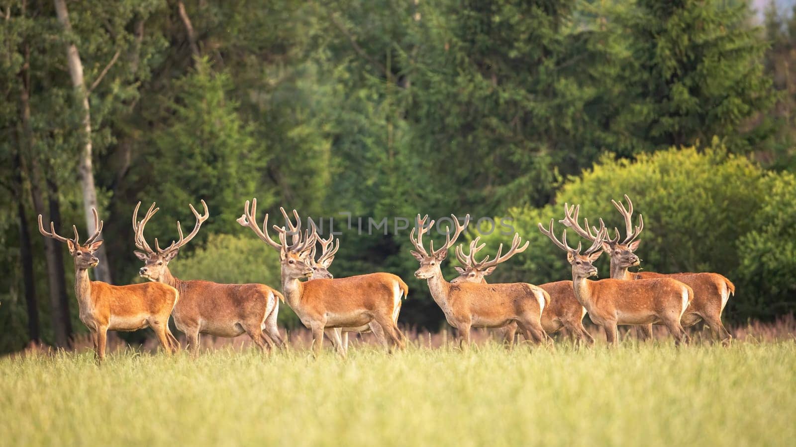 Majestic red deer, cervus elaphus, stags with growing antlers covered in velvet standing on green meadow in summer at sunset. Peaceful animal herd in nature. Group of male mammals.