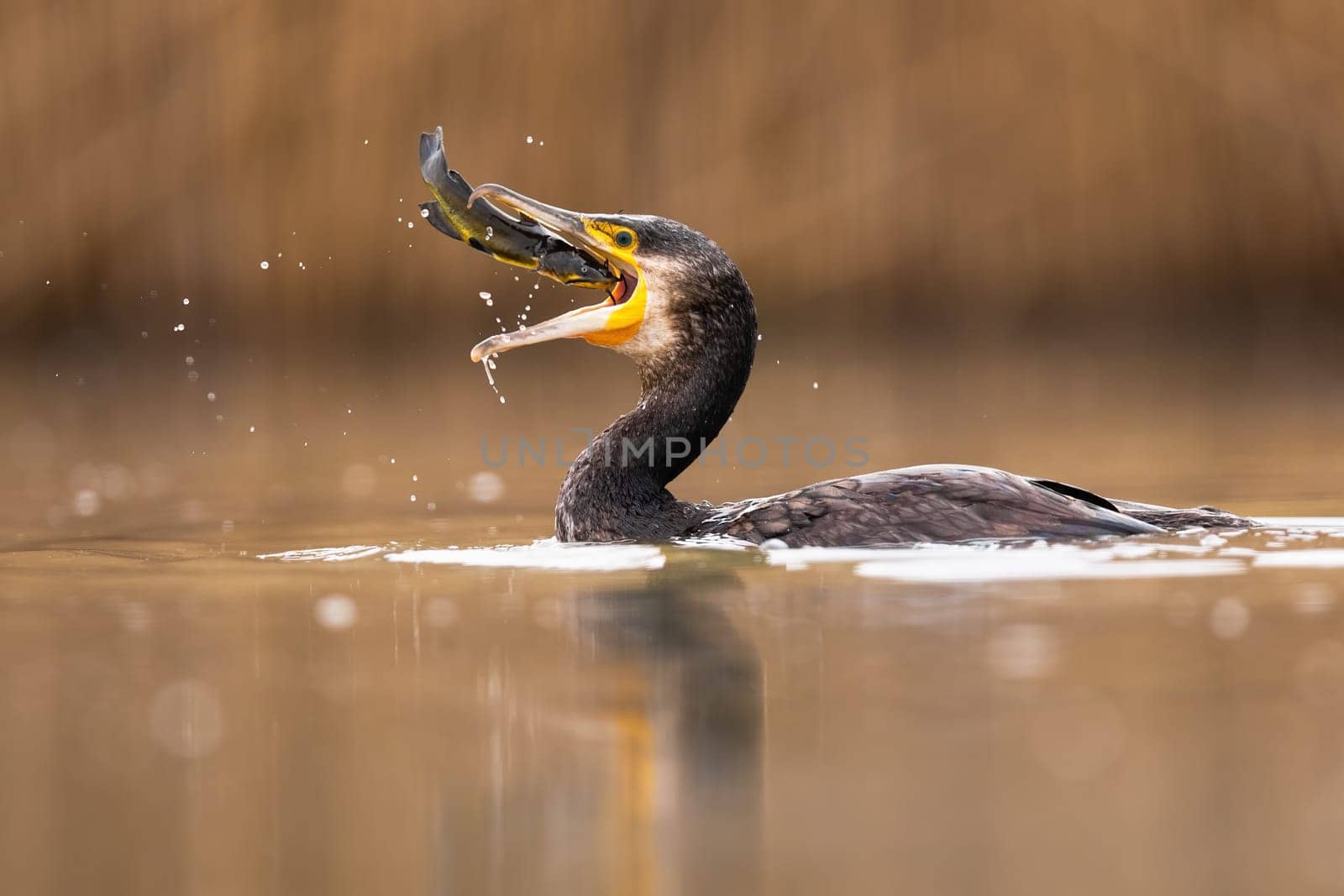 Successful great cormorant, phalacrocorax carbo, catching a fish during hunt in water. Skilled bird with brown bullhead, ameiurus nebulosus, in open beak and droplets splashing around in spring nature
