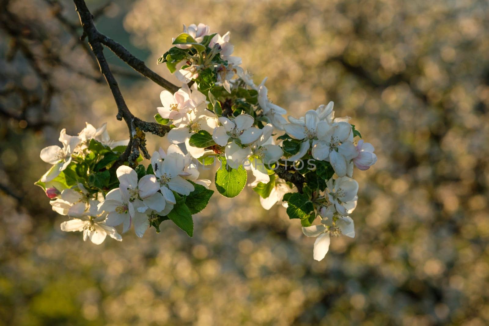 White flowers of an apple tree in spring