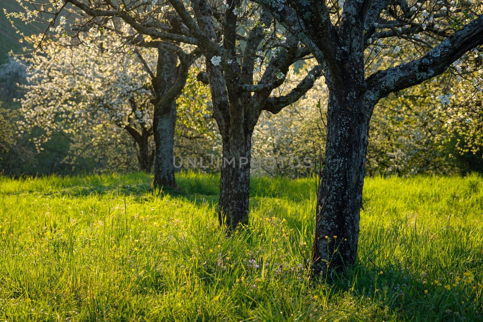 Fruit trees in flower in back lit of spring