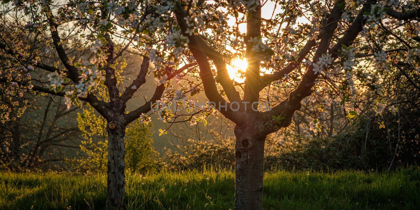 Morning sun between fruit trees scenery