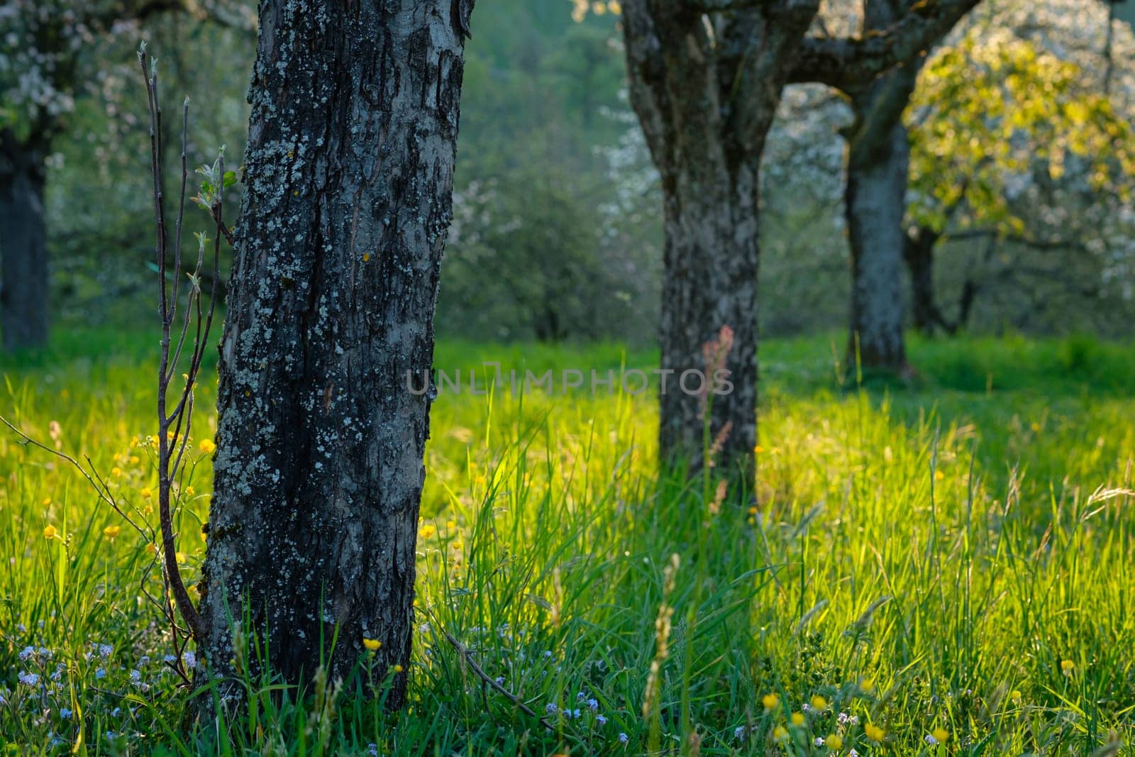 Apple tree trunks on a green meadow in spring