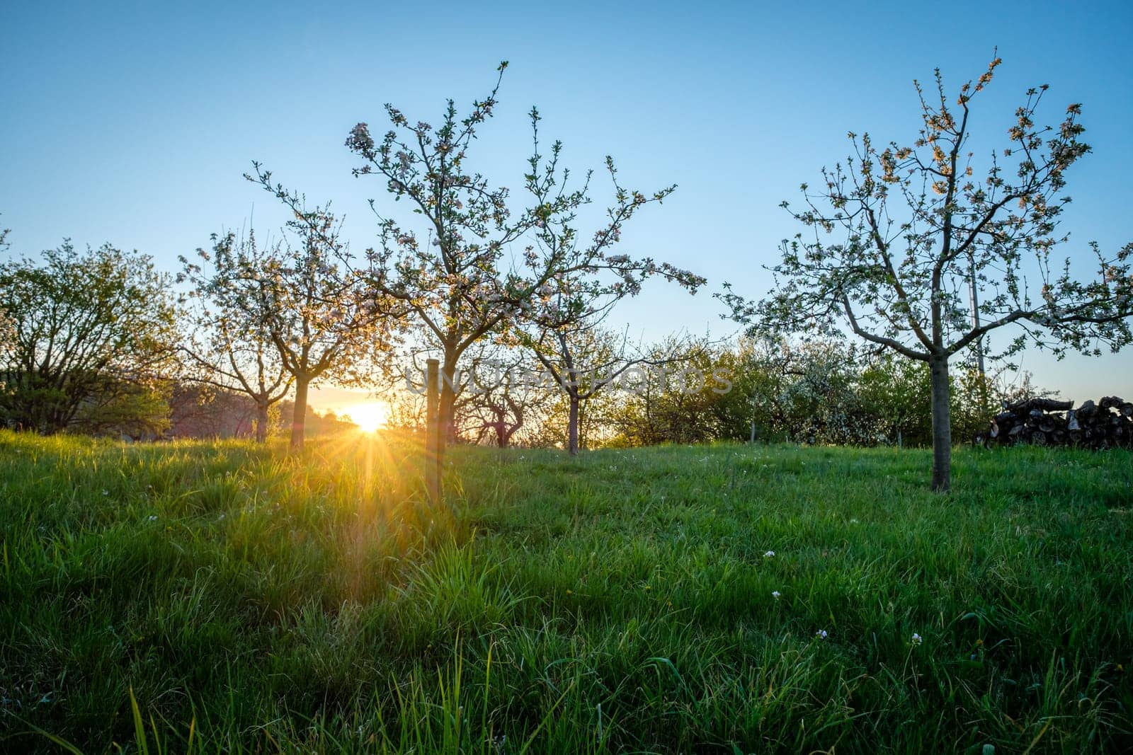 Beautiful sunrise with sunbeams with flowering apple trees in spring