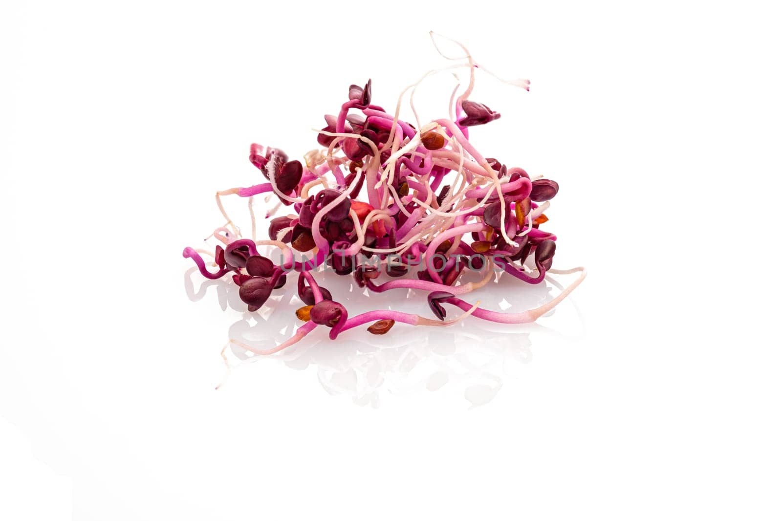 Purple cabbage sprouts close-up white isolated