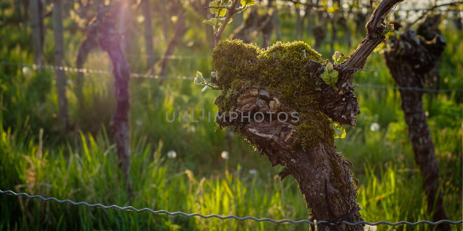 Gnarled vine with moss in spring close-up