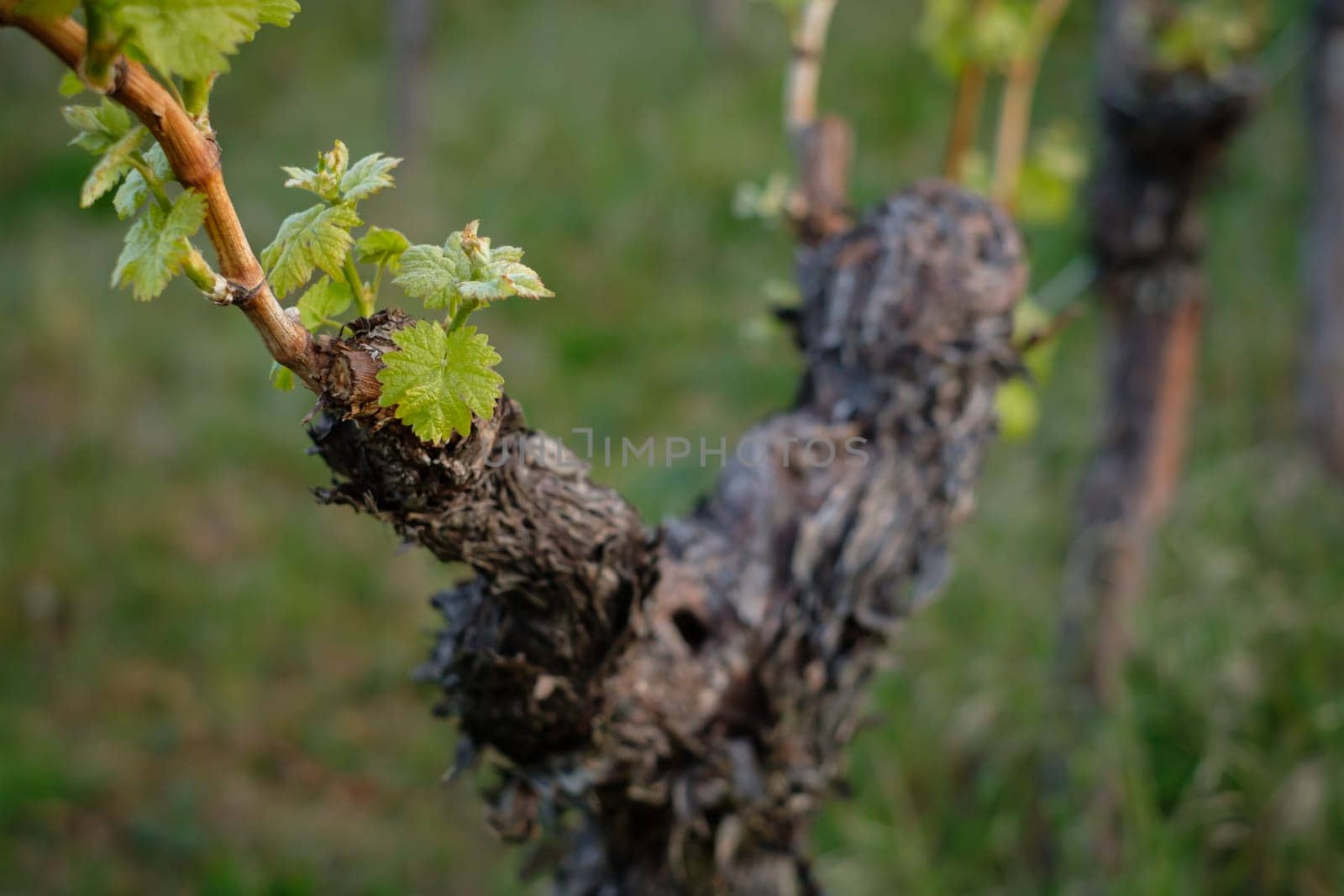 Budding at a gnarled vine with leaves