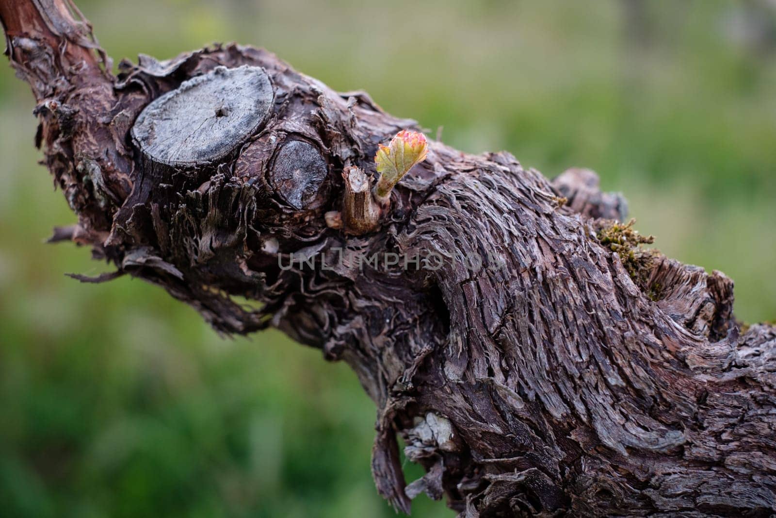 Gnarled vine with bud in spring close-up