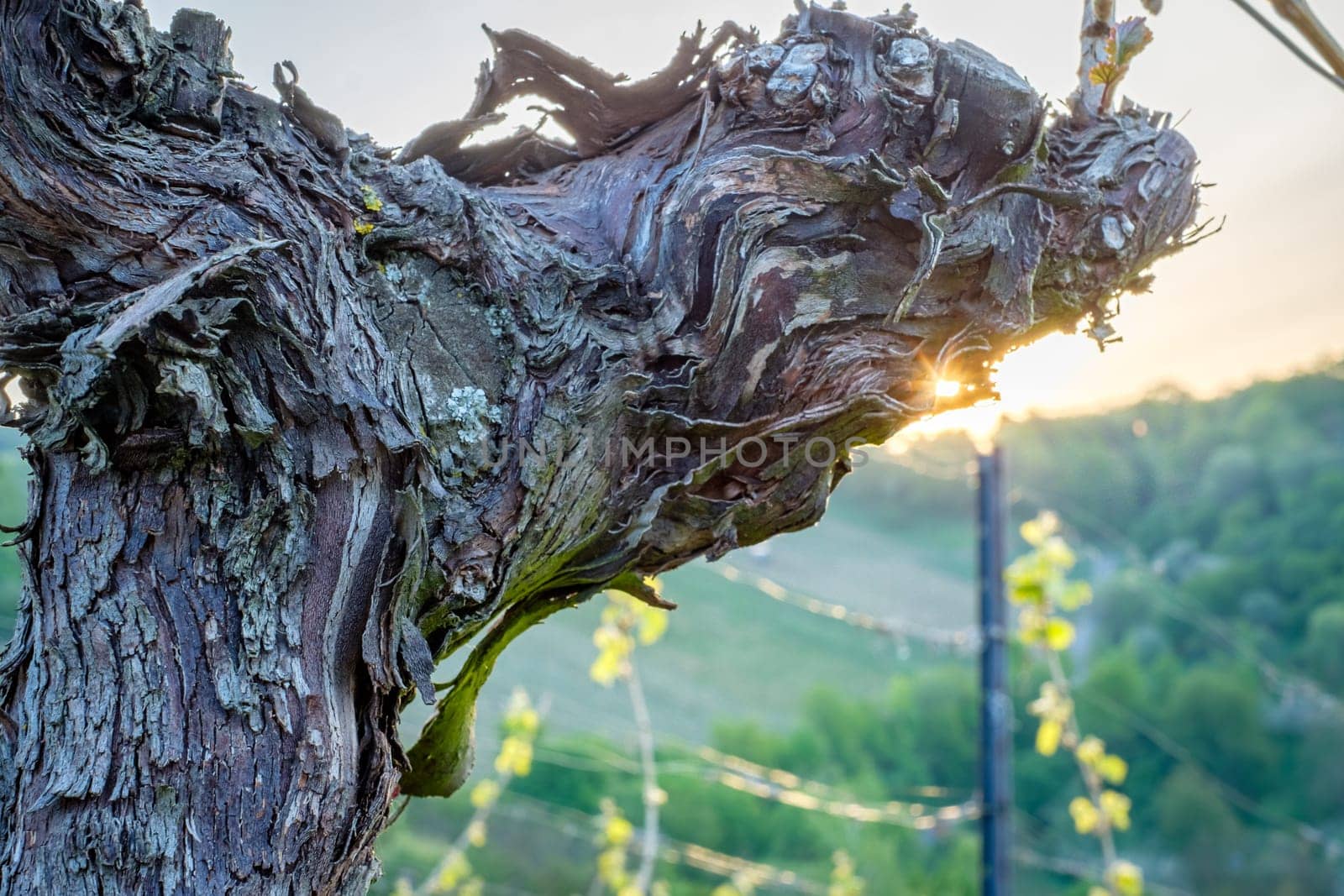 Old gnarled vine with bark and lichen close-up
