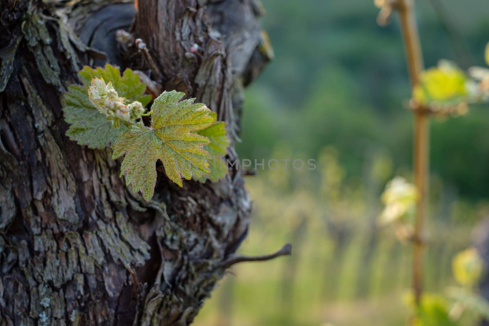 Leave budding at a vine close-up