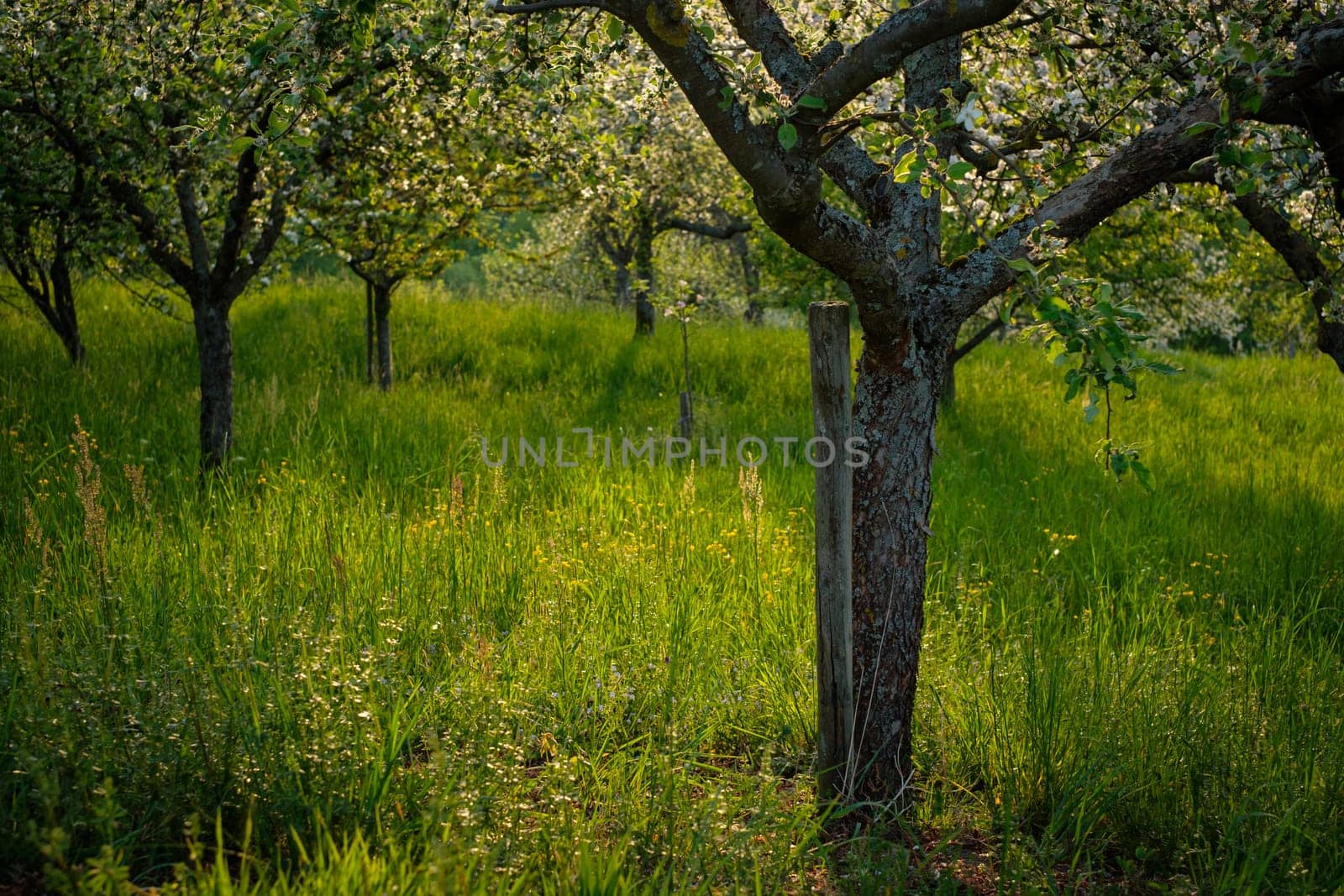 Green meadow with fruit trees in flower