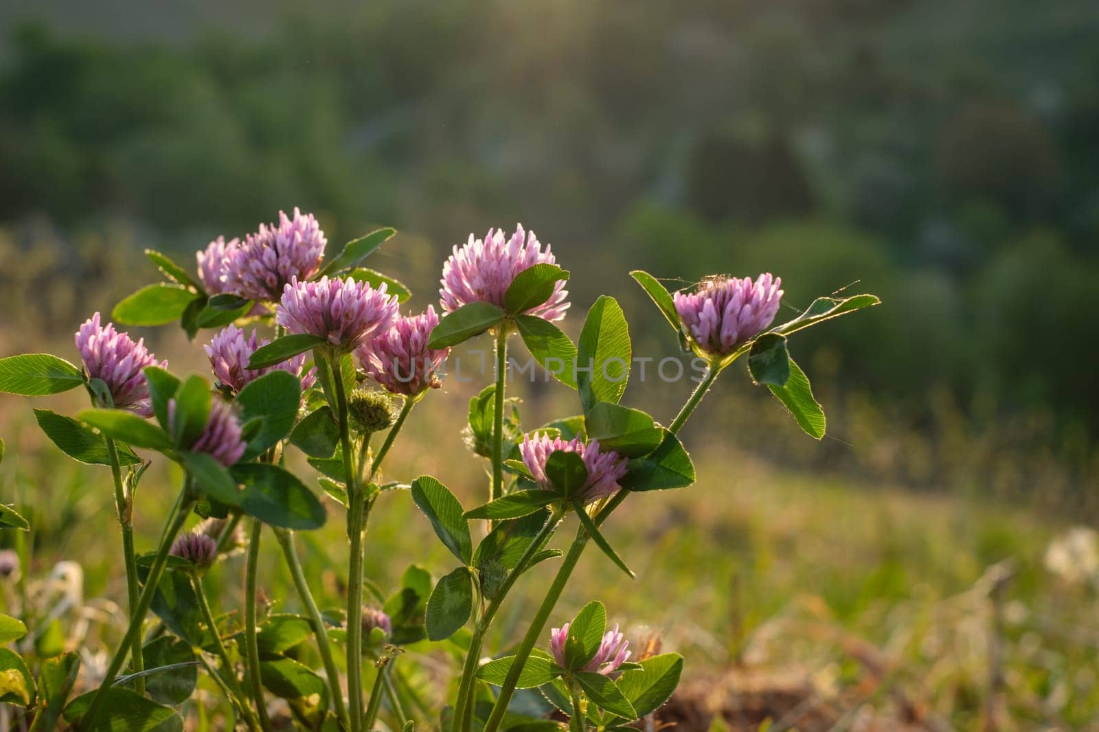 Clover blossom in back lit sunlight