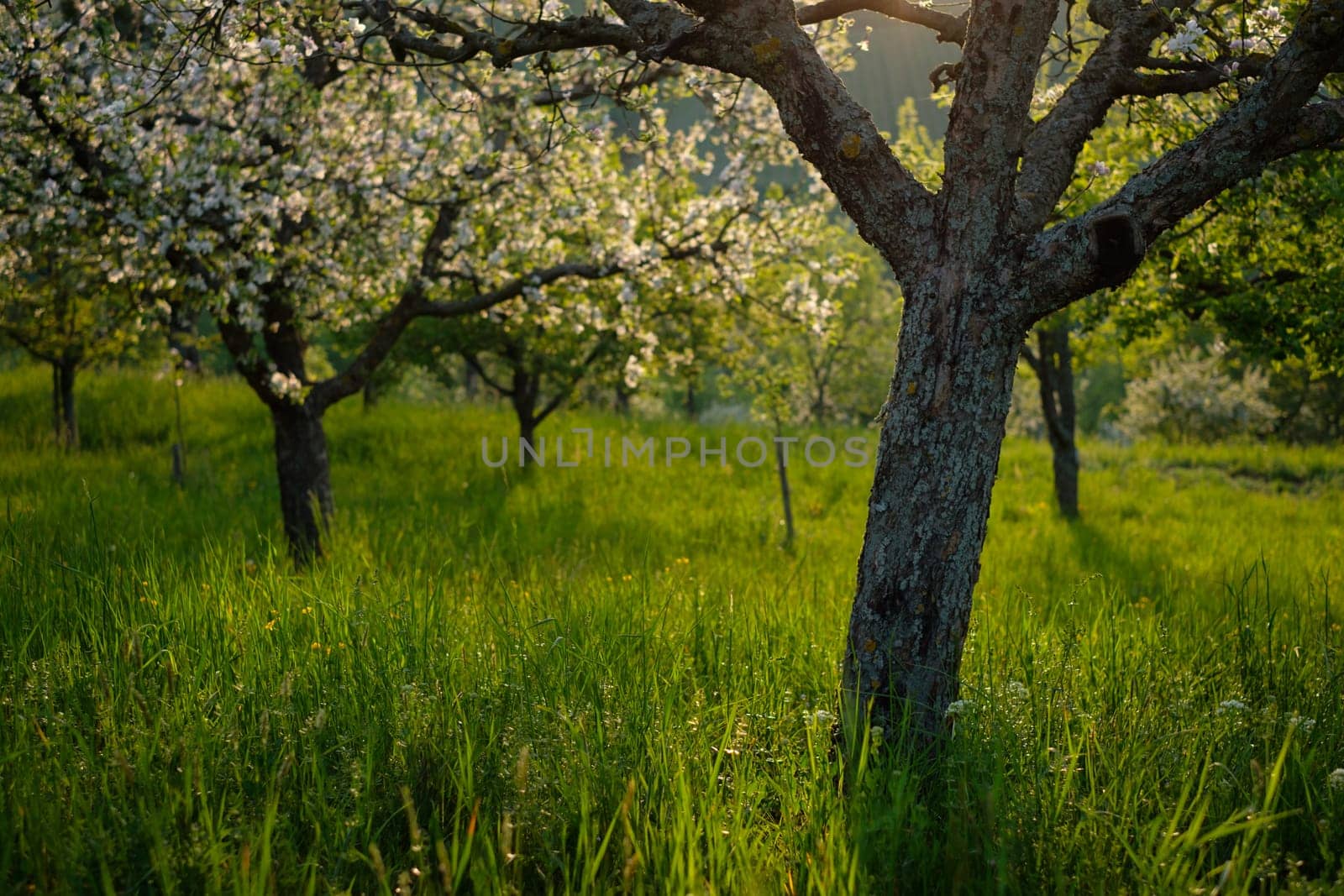 Orchard with fruit trees in fwhite lower