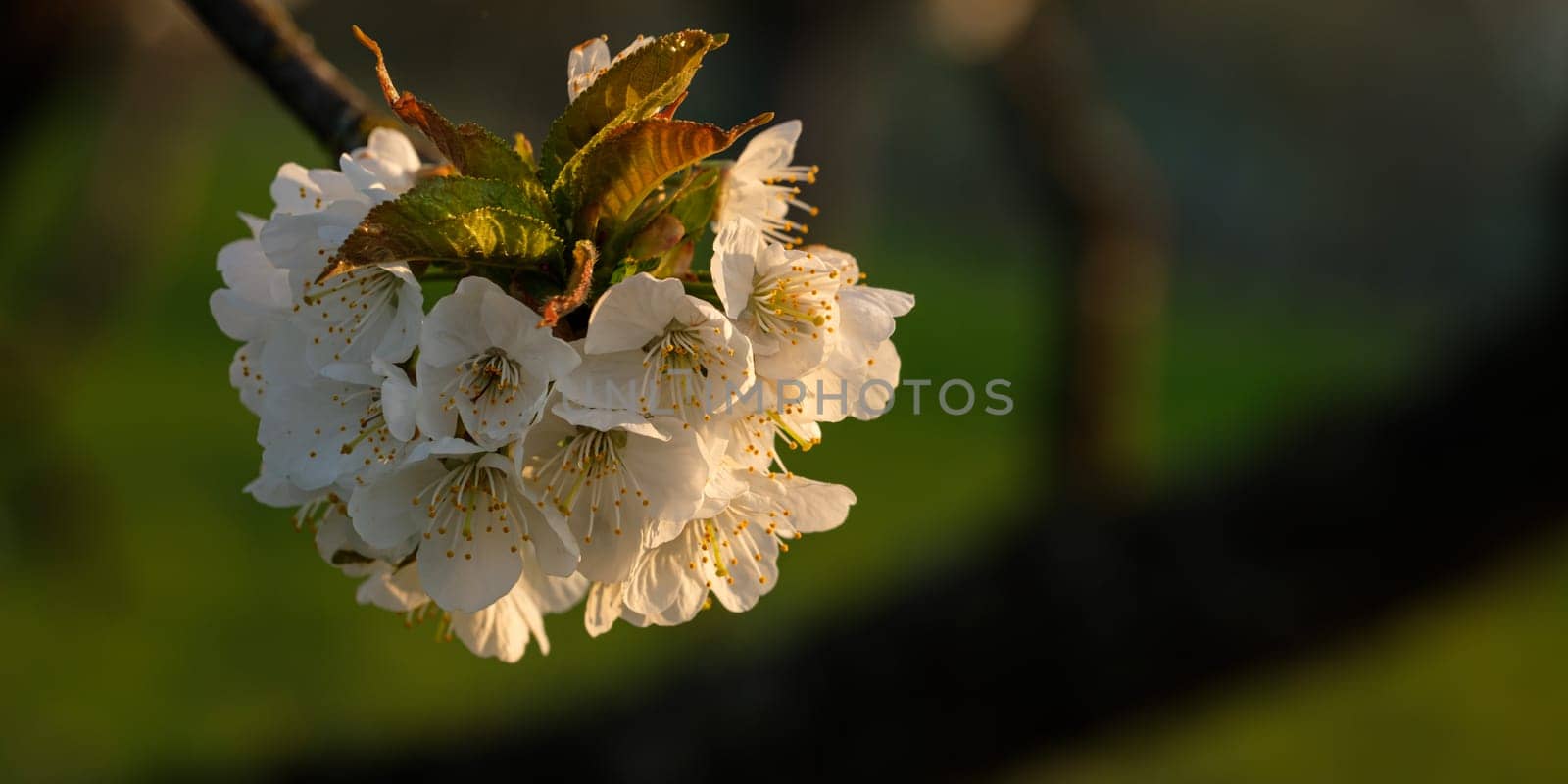 White cherry tree flowers close-up