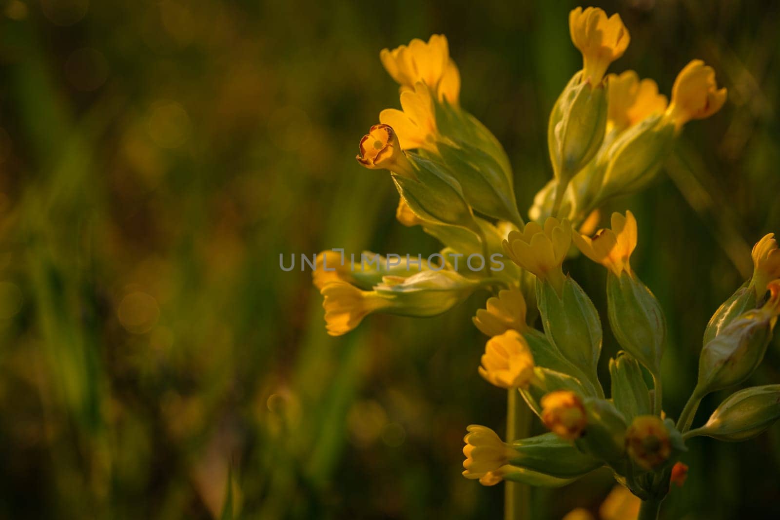 Close-up yellow flower of primrose or cowslip in back lit