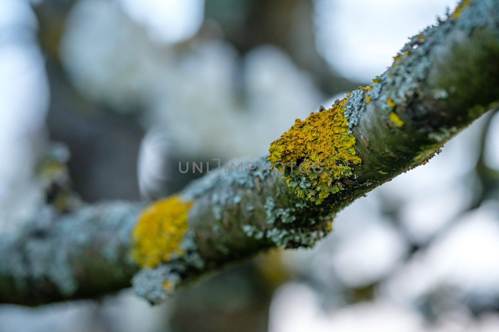 Yellow lichen at a apple tree branch close-uip