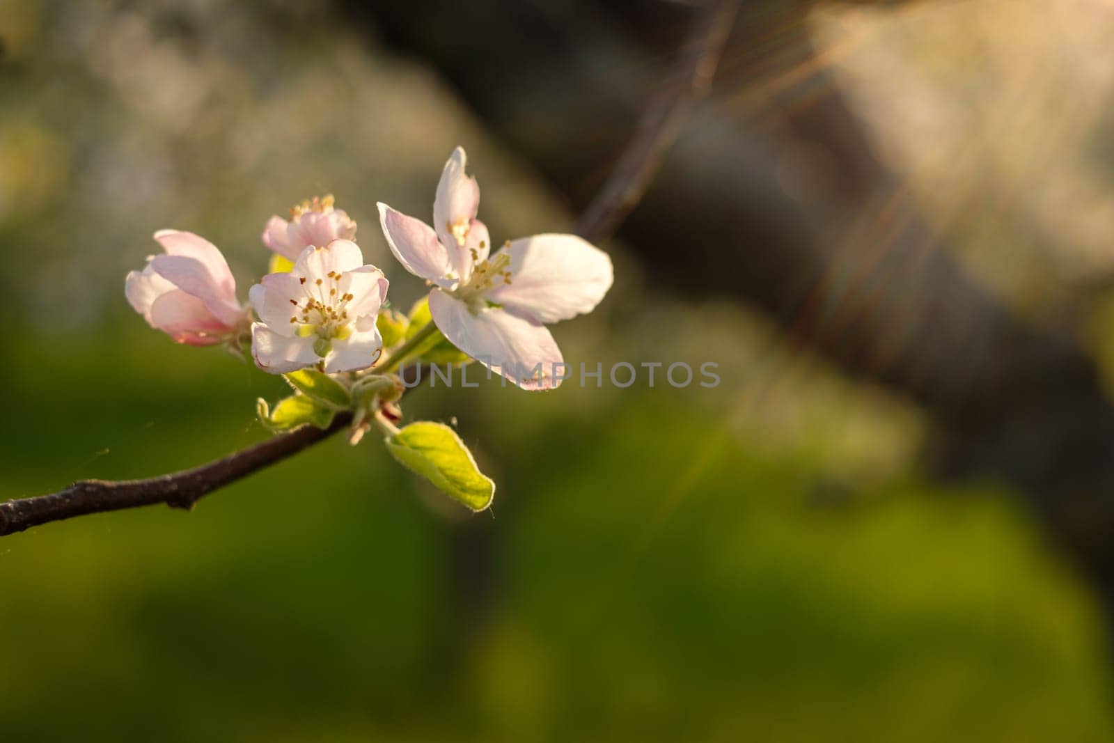 White fruit tree flowers close-up with flare