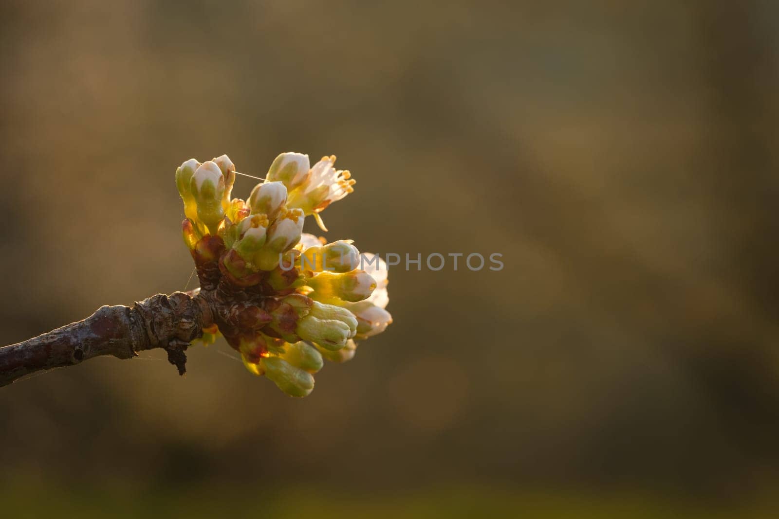 Buds and flowers at a cherry tree branch close-up