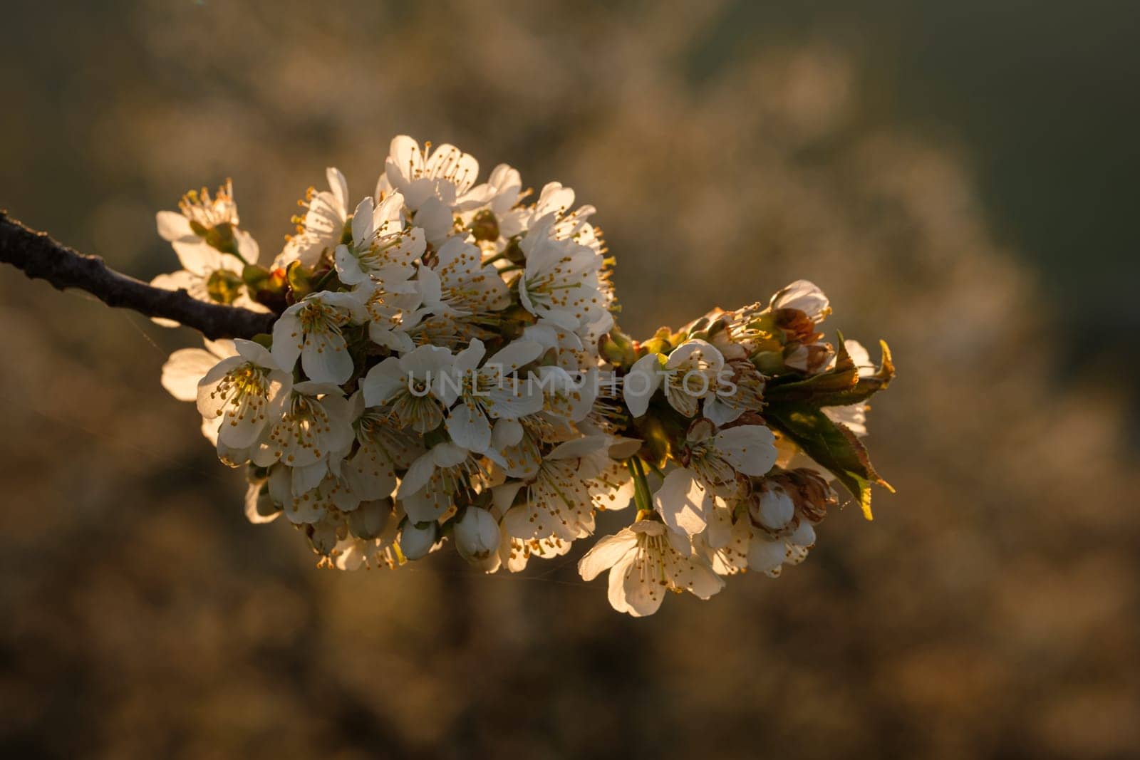 Cherry flowers at a tree branch in back lit close-up