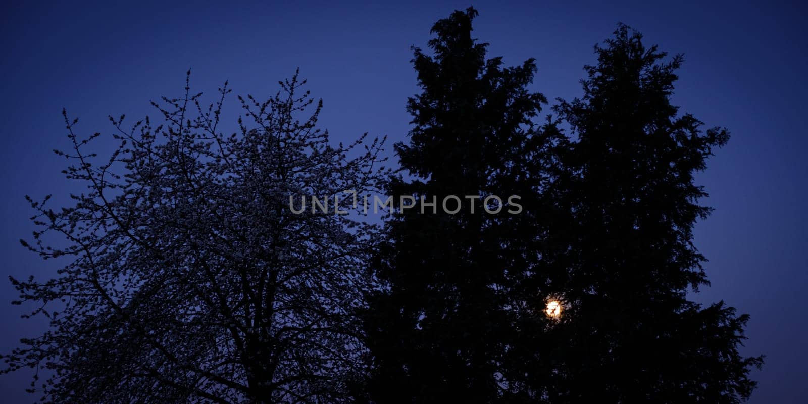 Moon is shining trough trees in the dark night