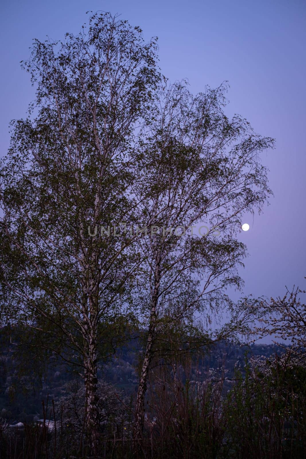 Birch tree with moon in dawn twilight