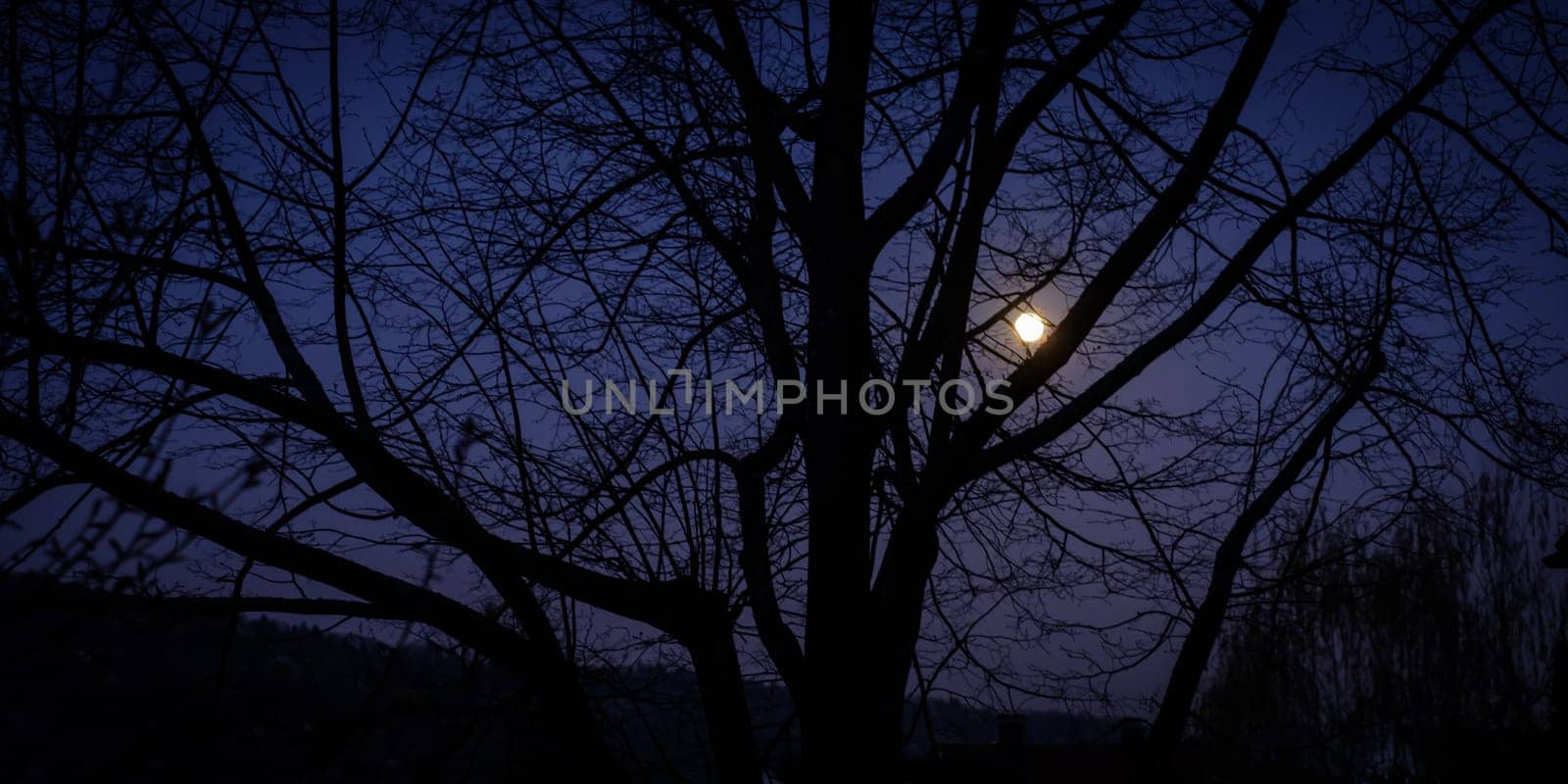 Moon between tree branches in night moonlight