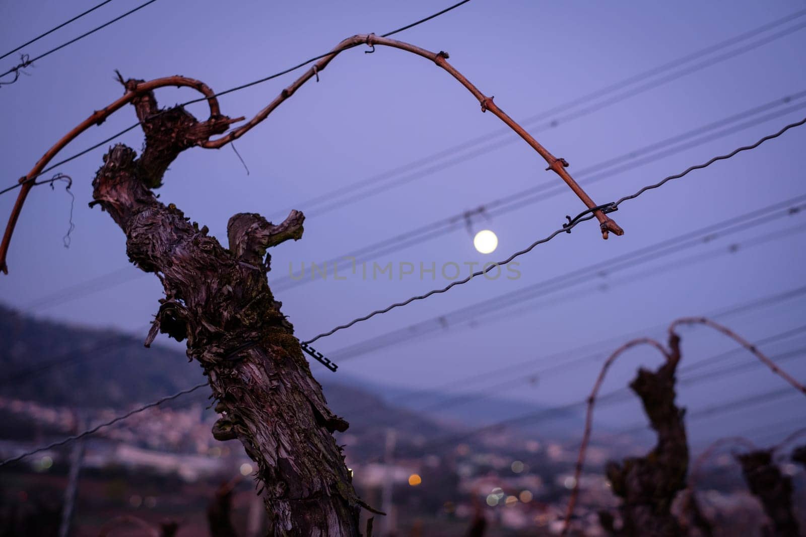 Vine with moon in dawn morning