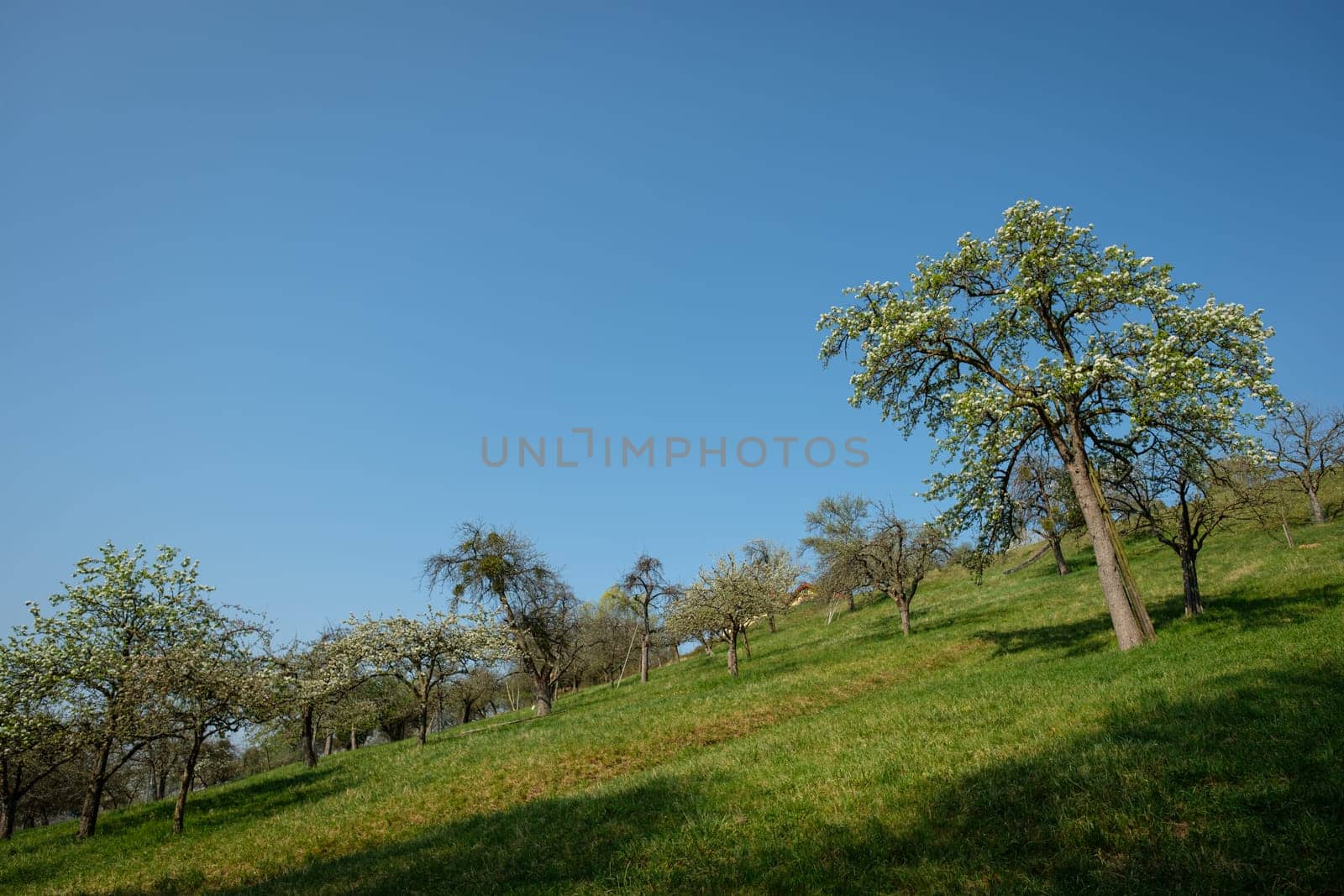 Fruit trees on green meadow and blue sky landscape