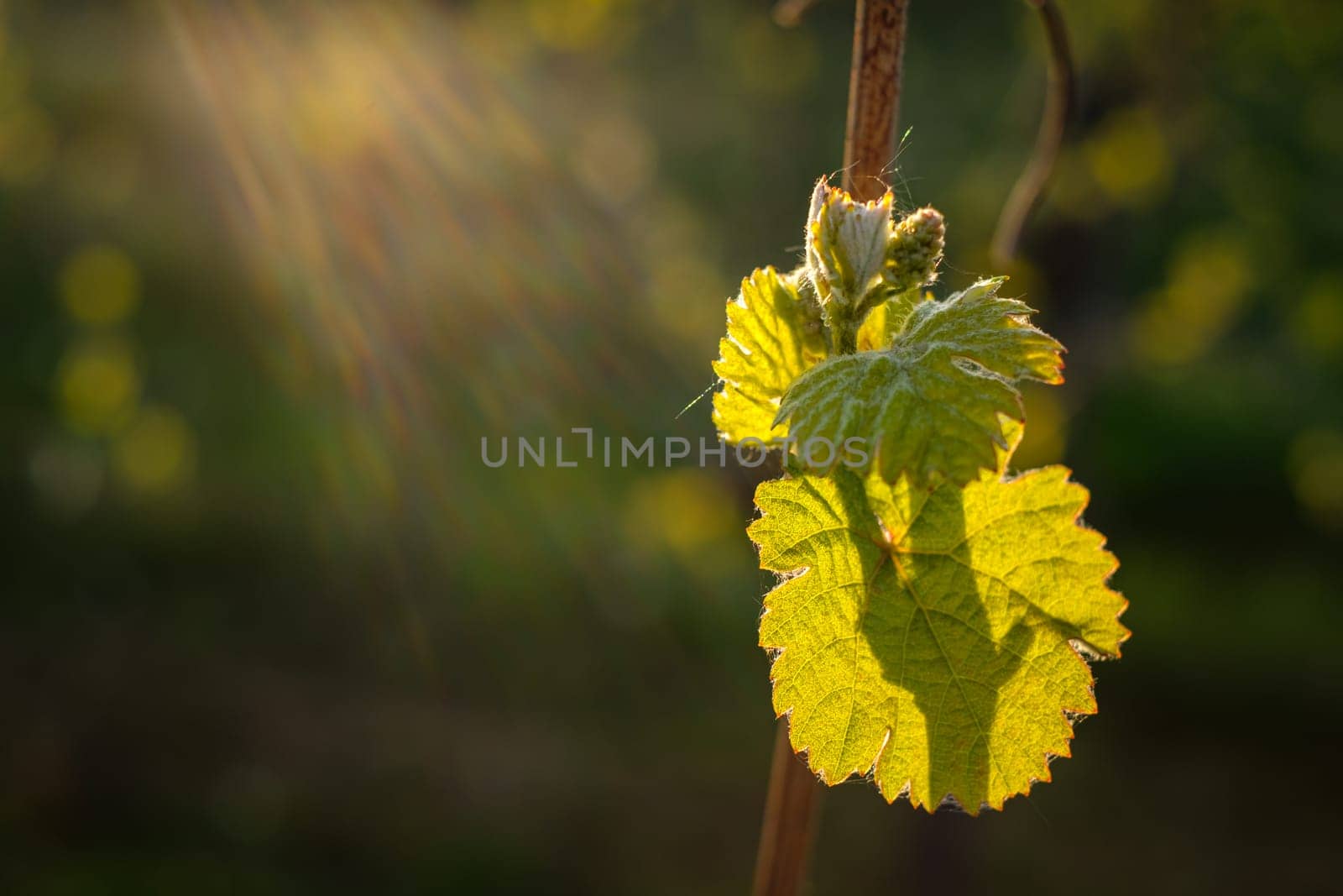 Vine bud with young leaves in back lit of sun with flarex